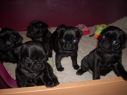 Schwarze Mops Welpen