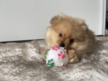 Pomeranian Welpen zu verkaufen