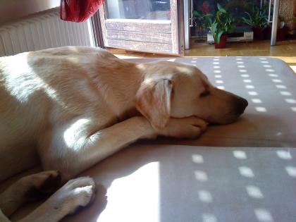 SAM, Labradormix, 10 Monate sucht.