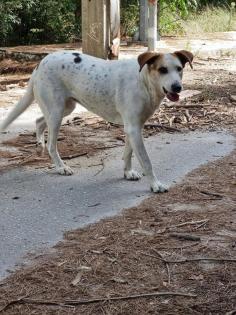 Jewel sucht ein passendes Zuhause