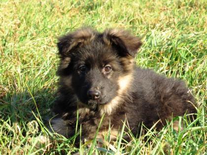 Deutscher Schäferhund Langhaar