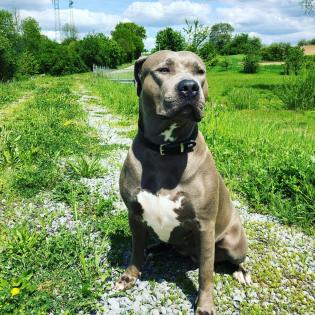 American Bully XXL