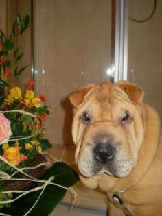 Bella, Shar-Pei Hündin