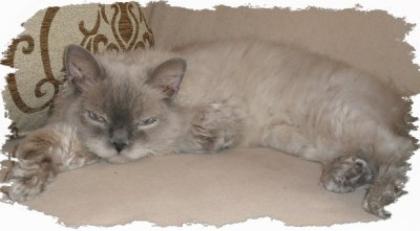 Selkirk Rex Deckkater