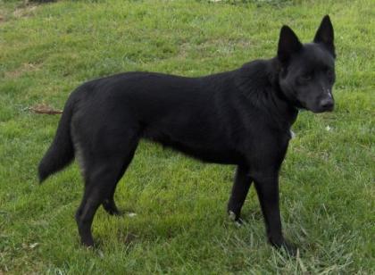 Kuck mal-sehe aus wie ein kl. schw. Schäferhund