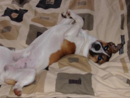 Unser schöner Jack Russell Rüde sucht eine schöne und gesunde Hündin