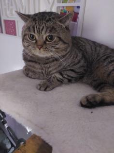 Britisch Kurzhaar Tabby