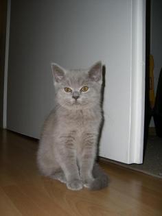 Süßes BKH Kitten darf umziehen