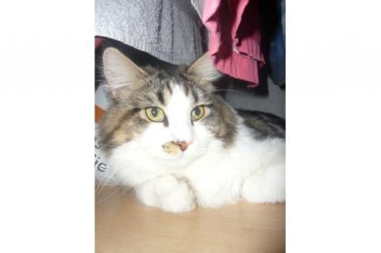 TYLER SUCHT EIN NEUES ZU HAUSE