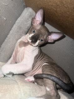 Super süße Can. Sphynx Kitten such ein Zuhause
