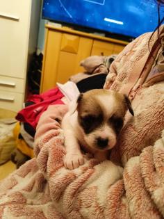 Malteser Mischling Welpen