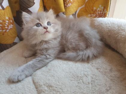 Edelmixkitten Katerchen 14. 01. 23