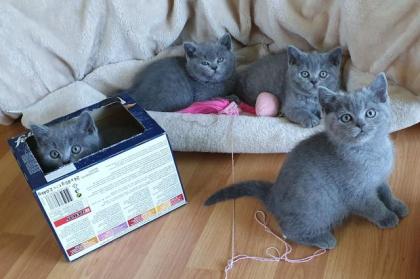 Reinrassige wunderschöne BKH Kitten