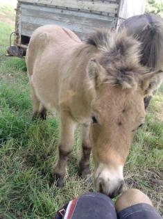 Kleiner knuffiger shetty hengst
