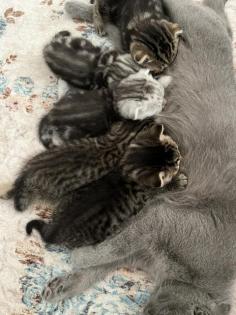 Bkh kitten Black Silver Tabby cl. Whiskas mit Stammbaum