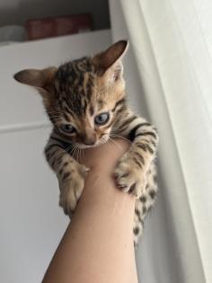 4 zuckersüße Bengal Kitten