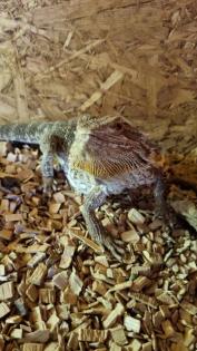 Bartagame