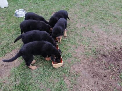Verkaufe Schäferhundwelpen
