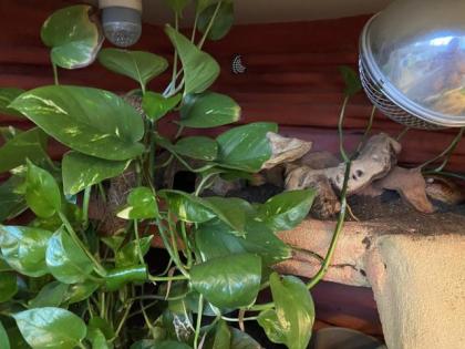 Wunderschönes Terrarium mit 2 Kornnattern 0. 0. 2. abzugeben