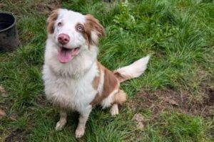 VAIANA - weiblich 11 Monate 50 cm 24 kg Australian Shepherd