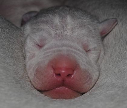 Dogo Argentino Welpen bester Abstammung