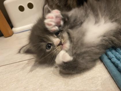 Bezaubernde Maine Coon Kitten