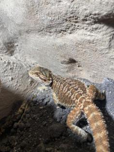 Bartagame inklusive Terrarium und Zubehör