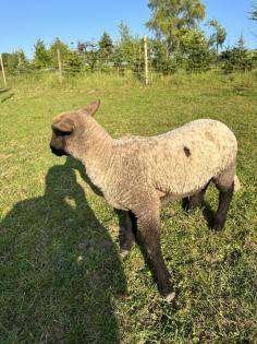 Shropshire Lammböcke