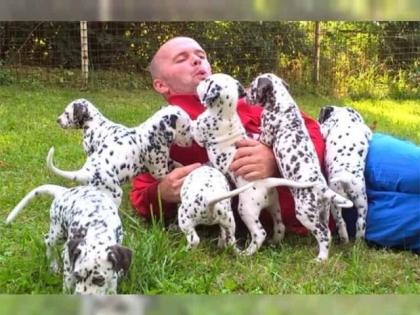 Original Reinrassiger Pitbull blue line Welpe