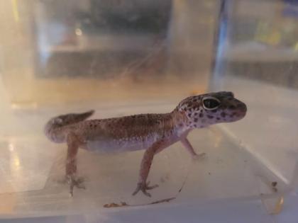 VK 3 leopardengekos weibchen