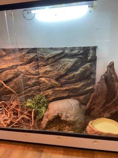 Kornnatter, 2 Jahre alt mit großem Terrarium abzugeben