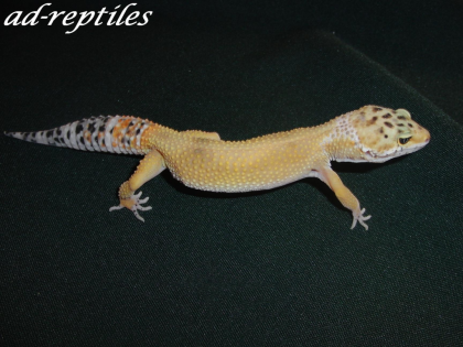 0, 1 Super Hypo Tangerine CT Leopardgecko
