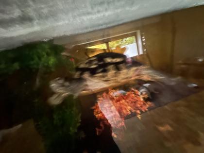 Gelbwangenschildkröte ARNOLD