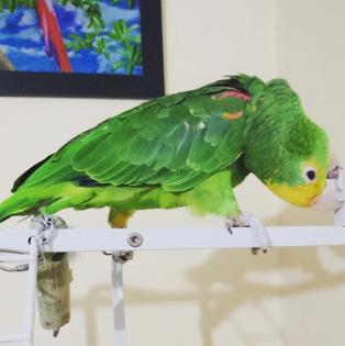 2 Jahre alten Amazonas-Papagei