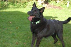 EMILIO - männlich 9 Jahre 49 cm 19. 8 kg Mischling Gechipt Kastriert