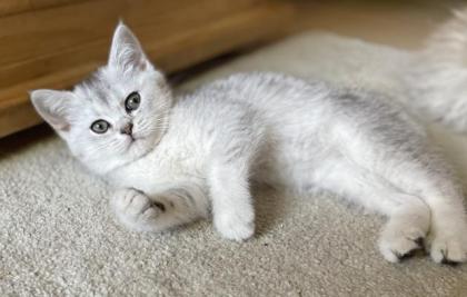 BKH silver shaded Kitten