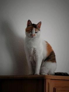 Katze Frankie aus Hannover vermisst