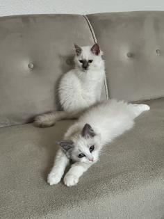 Zwei kitten heilige Birma/ Ragdoll