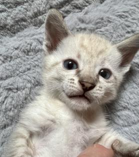 Snow Bengal Siam Kitten