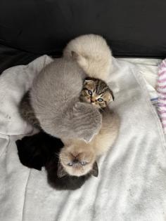 BKH Kitten