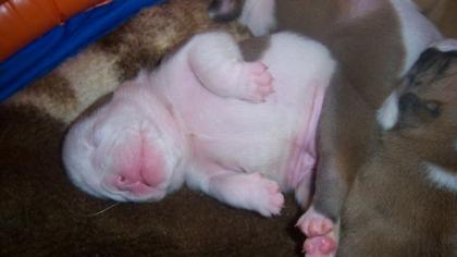 Englisch Bulldog Welpen, aus seriöser Liebhaberzucht