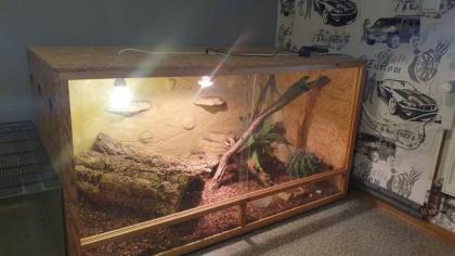 Grüne Wasserargame m/w mit großem Terrarium