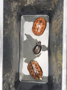 Wasserschildkröten