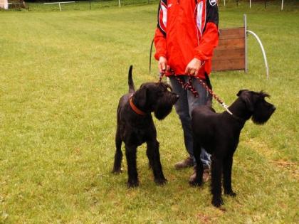 Riesenschnauzer Deckrüde steht zur Verfügung