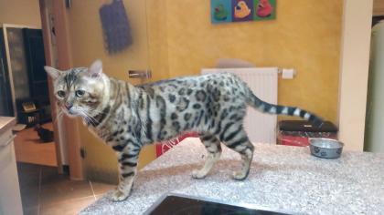 Schmuse zum Liebhaben Bengal Kater mit Stammbaum geimpft, gechipt entwurmt