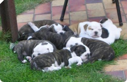English bulldog olde type