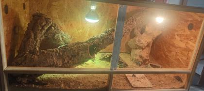Bartagame mit Terrarium Komplett