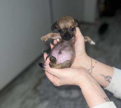 9 Süße Chihuahua Welpen