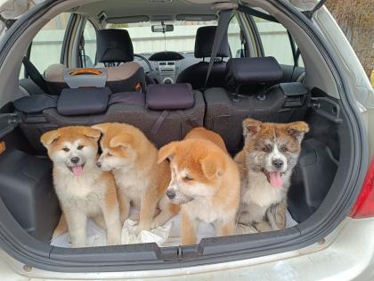 Japanische Akita Inu welpen