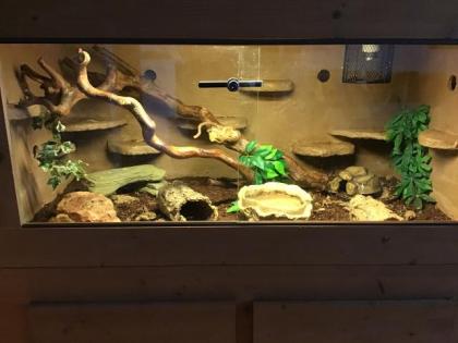 Kornnattern mit Terrarium